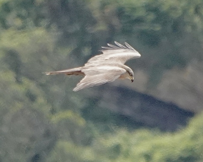 black kite